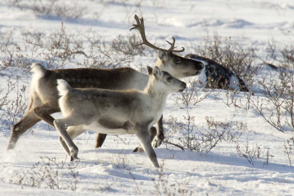 Canada, Manitoba, Caribou starting to run